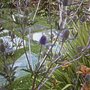 Sea holly 1yr old plant taken 13th July 2008 (Eryngium planum (Sea Holly))