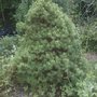 Picea Abies 'Tompa' taken July 13th 2008 (Picea abies (Norway spruce) 'Tompa')