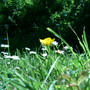 On the ground (Ranunculus aconitifolius (Aconite-Leaved Buttercup))