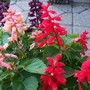 Salvias (Salvia 'Mystic Spires Blue')