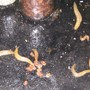 Ghost slugs in Yorkshire?