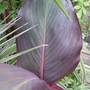 Canna July 2008.