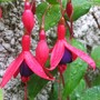 fuchsia Mrs Popple