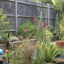 A garden flower photo