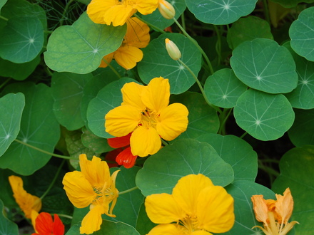 Nasturtium