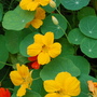Nasturtium