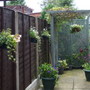 A garden flower photo