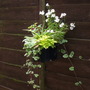 A garden flower photo