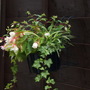 A garden flower photo