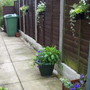 A garden flower photo