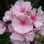 Pink Phlox. (Phlox paniculata (Perennial phlox))