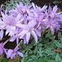 Colchicum autumnale (Colchicum autumnale)