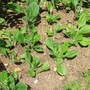 Rudbeckia Prairie Sun (Rudbeckia alpicola)
