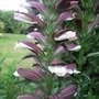 Acanthus spinosus (Bear's breeches)