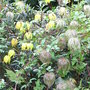 Clematis tangutica
