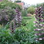 Acanthus spinosus (Bear's breeches)