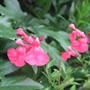 Salvia greggii 'Rosea' (Salvia greggii 'Rosea')