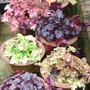 Heucheras (Heuchera micrantha)