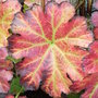 Darmera peltata (Darmera peltata)
