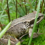 slug patrol
