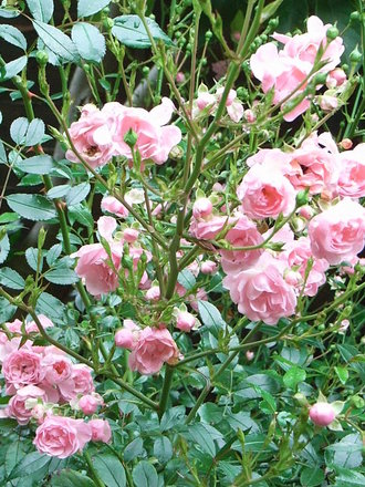 Rosa 'The Fairy' (Rosa 'The Fairy')