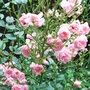 Rosa 'The Fairy' (Rosa 'The Fairy')
