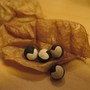 seeds of Balloon vine(fuusenkazura)