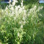 wild rhubarb in bloom