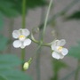 flower of Balloon vine (fuusenkazura)