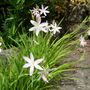 schizostylis