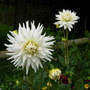White Dahlia
