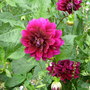 Another Dahlia!!
