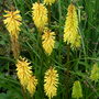 Yellow Knifofia