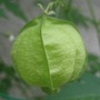 "balloon" of Balloon vine
