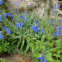 Salvia Patens