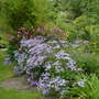 Early Michaelmas Daisy