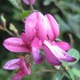 Bush clover (hagi)