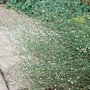Polygonum scoparium (Polygonum scoparium)