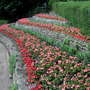 Municipal Planting