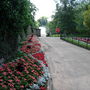 A garden flower photo