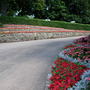 A garden flower photo