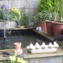 Right_side_of_pond