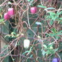 Billardiera longiflora (Billardiera longiflora)