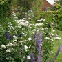 Summer_garden_2008__finn_and_popps_023