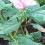 Chelone obliqua (Chelone obliqua)