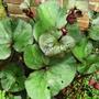 Ligularia dentata