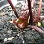 Ligularia