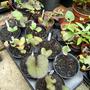 Ligularia plants