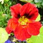 Nasturtium