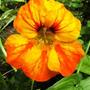 Nasturtium
